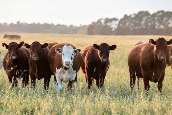 El Gobierno busca impulsar un plan para aumentar en 600.000 toneladas la producción de carne.